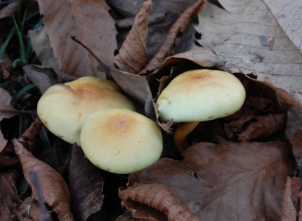 stropharia semiglobata?...da determinare3